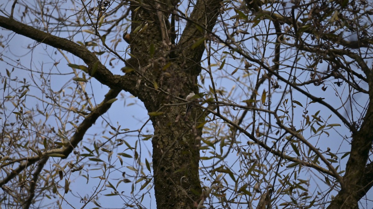 エナガ - ML646239825