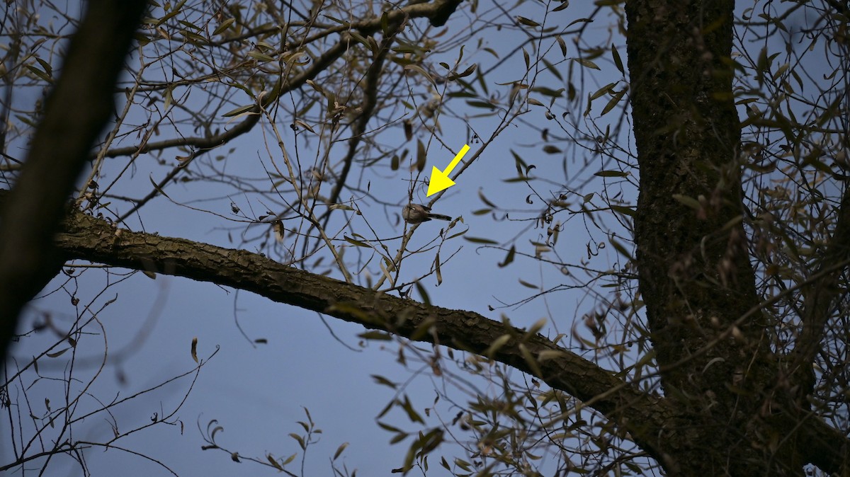 エナガ - ML646239826