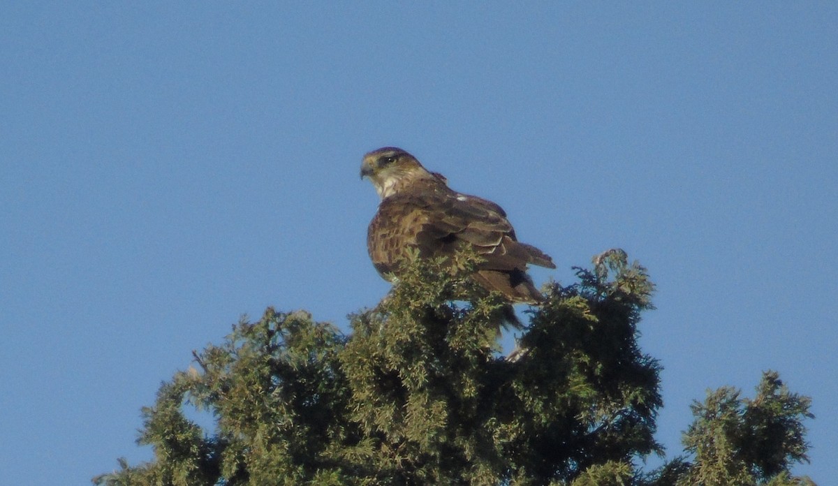 ボネリークマタカ - ML646239827