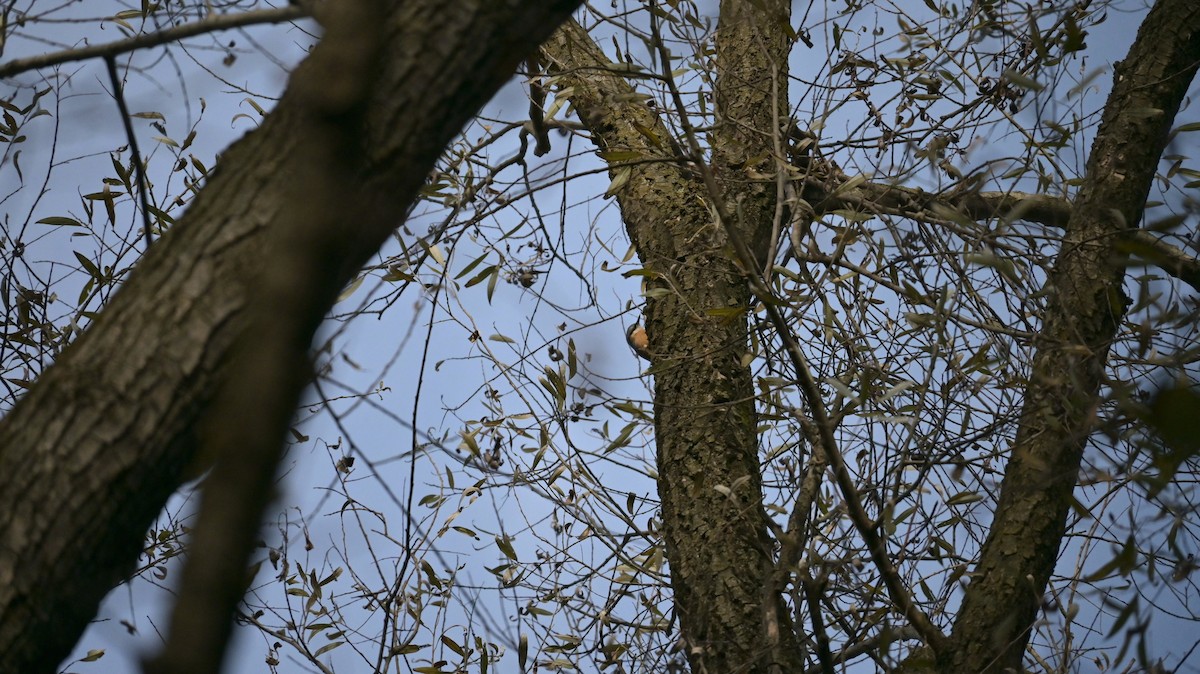 ゴジュウカラ - ML646239828