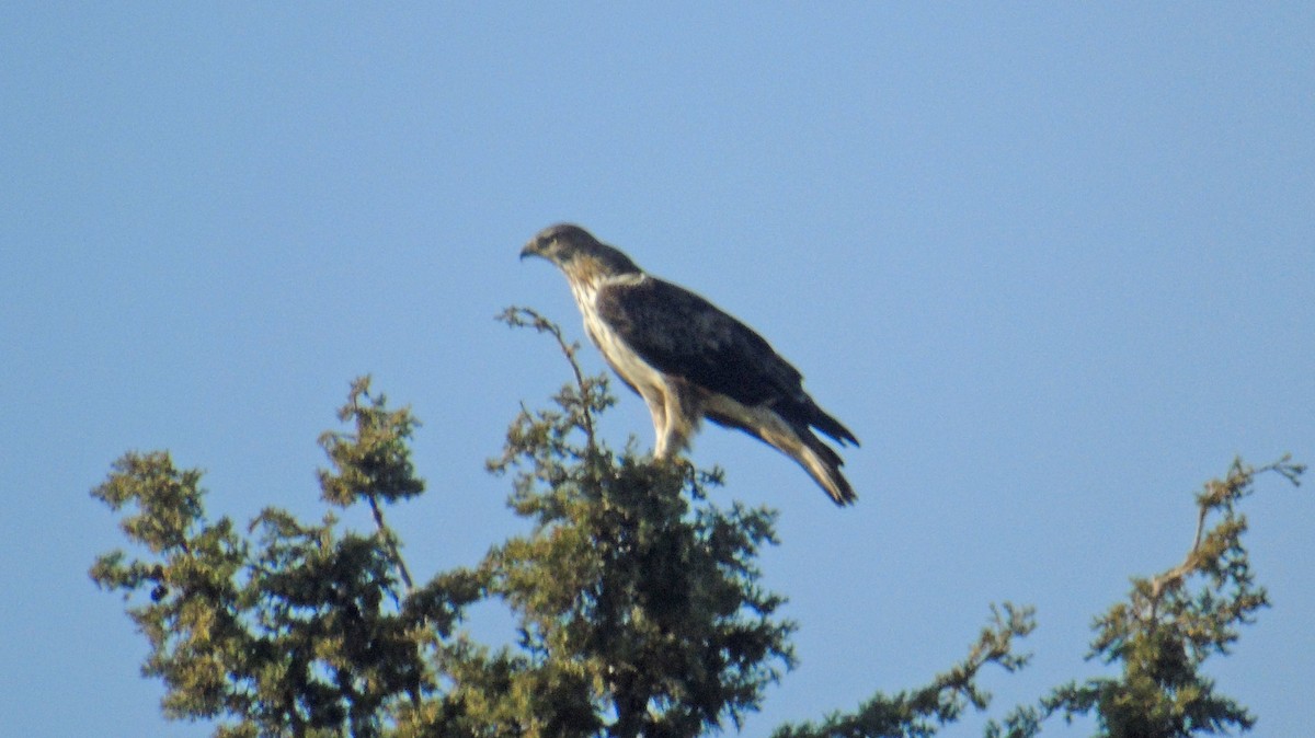 ボネリークマタカ - ML646239830