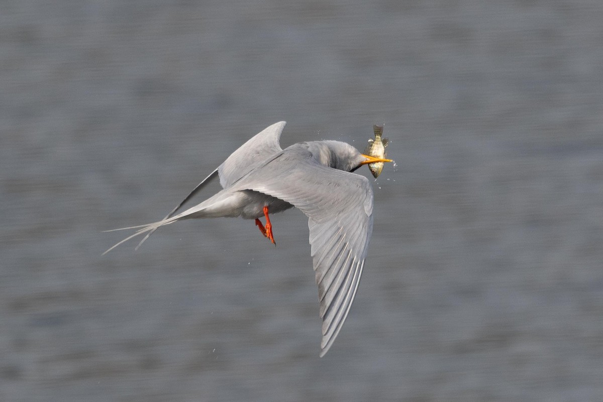 カワアジサシ - ML646239832