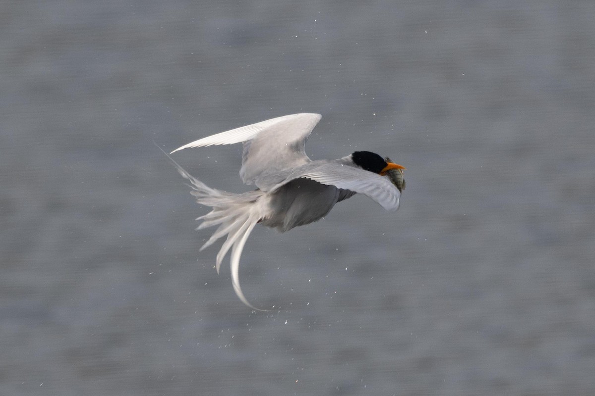 カワアジサシ - ML646239833