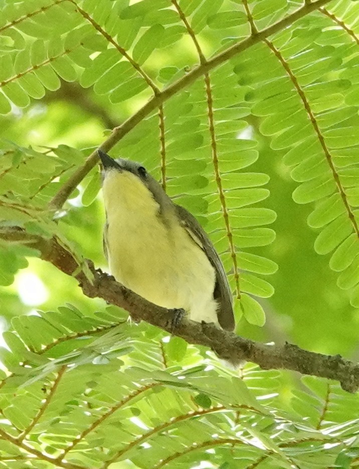 マレーシアセンニョムシクイ - ML646239836