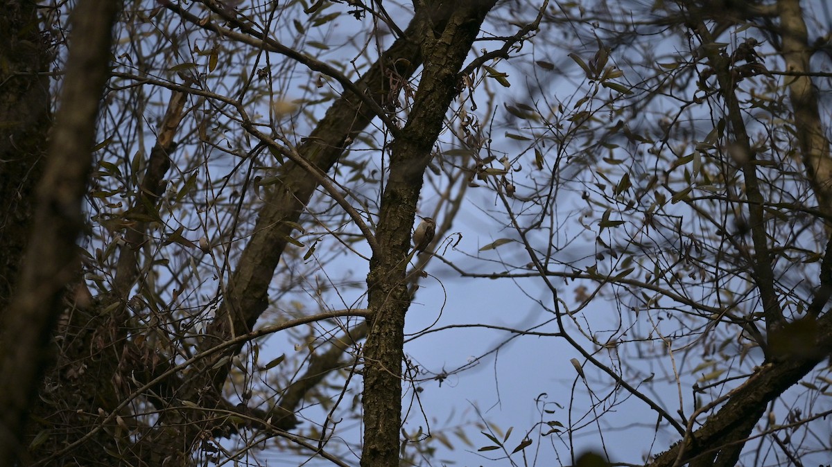 タンシキバシリ - ML646239838