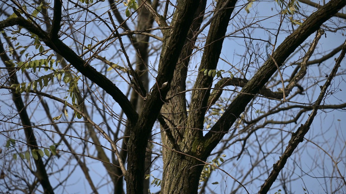 タンシキバシリ - ML646239839