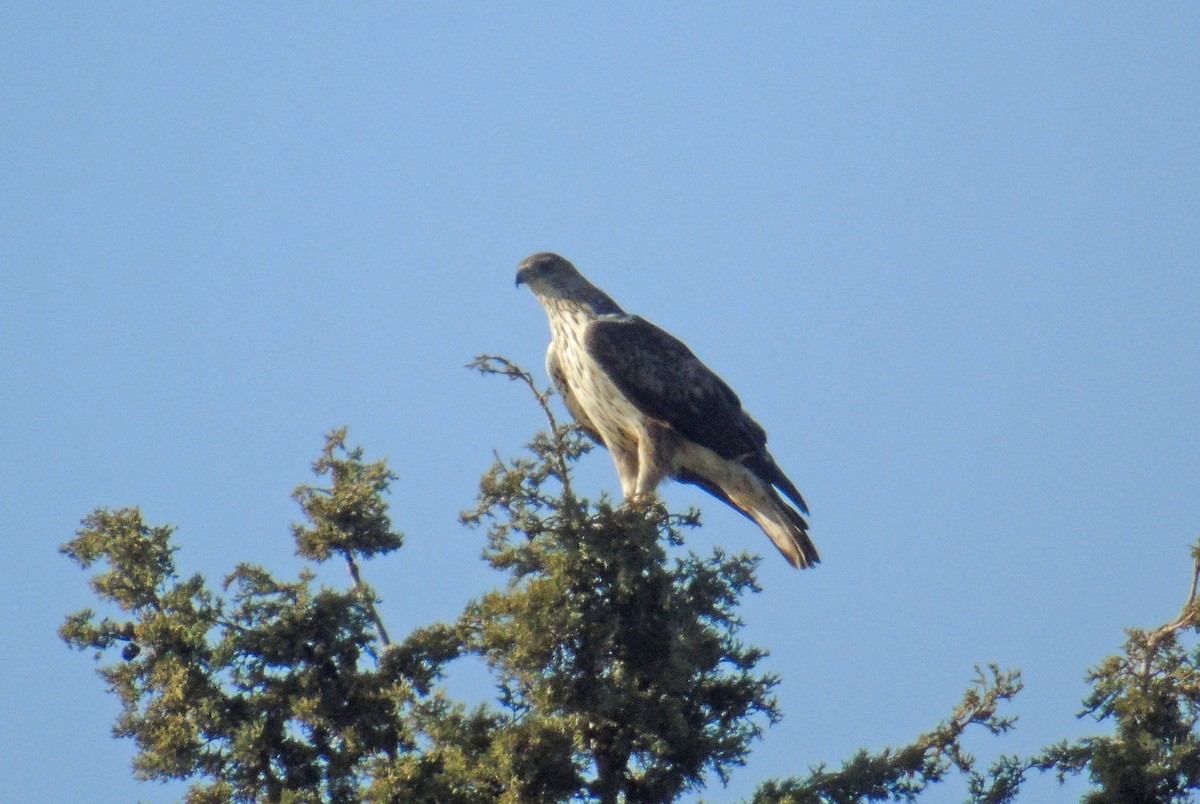 ボネリークマタカ - ML646239840