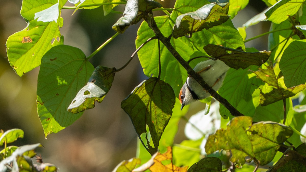 クリビタイヒメムシクイ - ML646239843