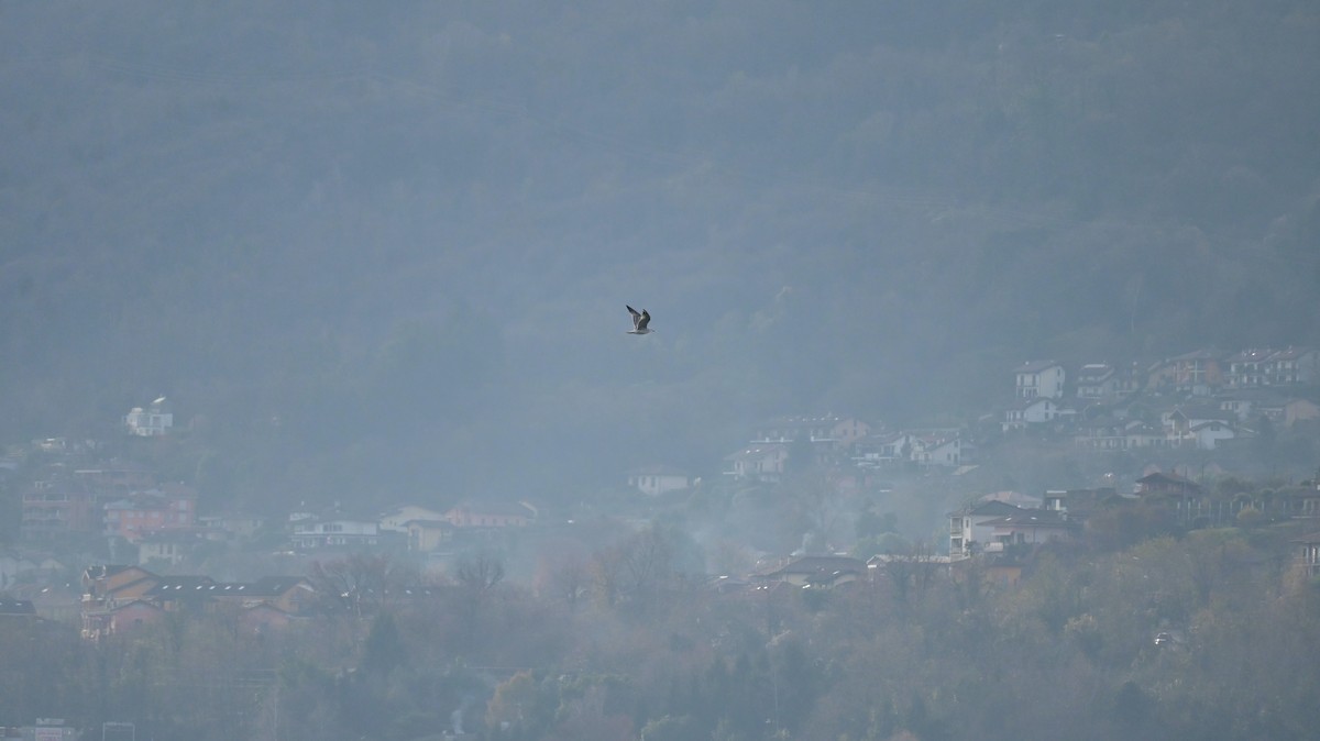 カモメ亜科 - ML646239845