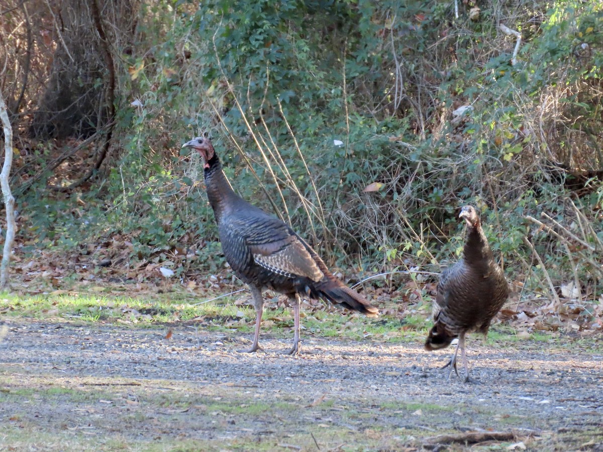 Wild Turkey - ML646239847