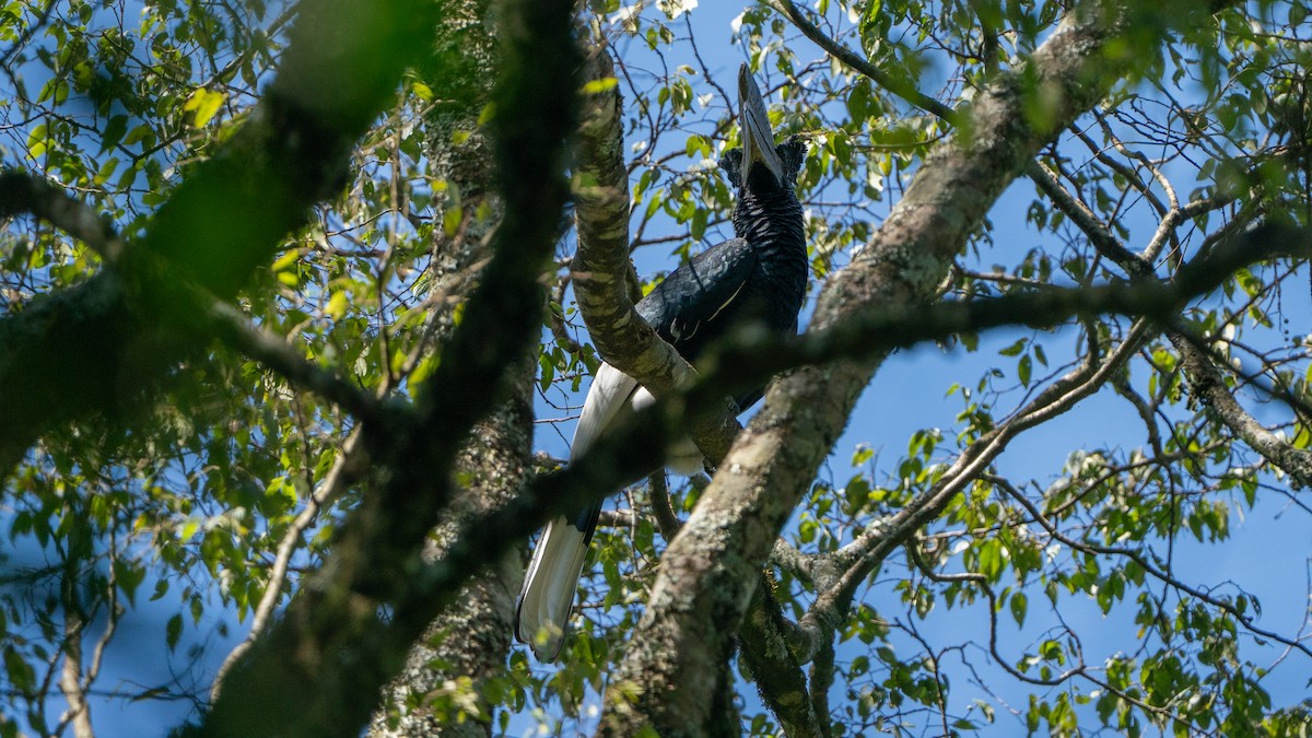 ハシダカサイチョウ - ML646239848