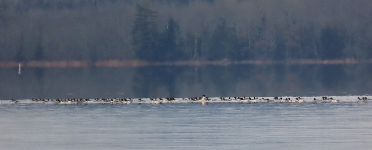 Büyük Tarakdiş - ML646239852