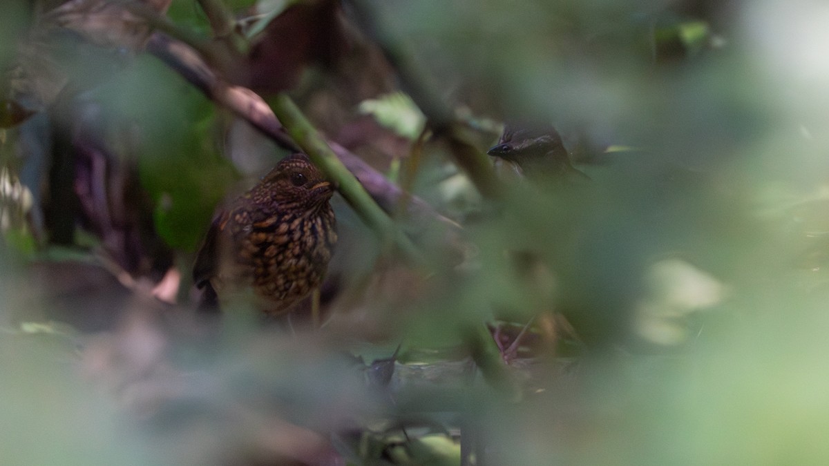 Brown-chested Alethe - ML646239858