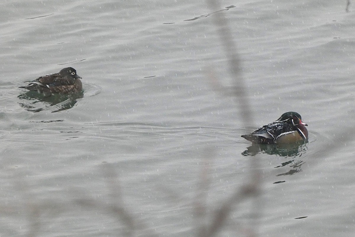 Wood Duck - ML646239861