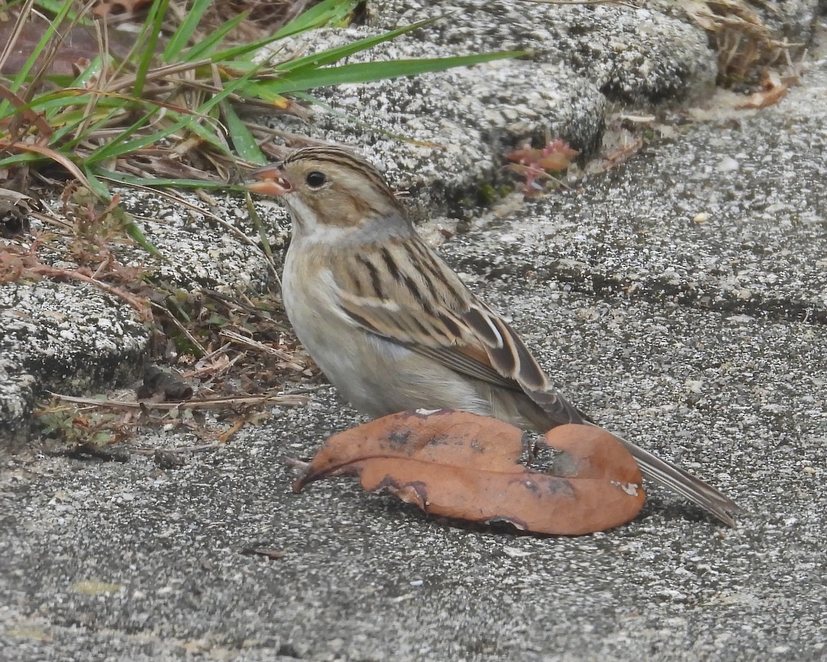Clay-colored Sparrow - ML646239862