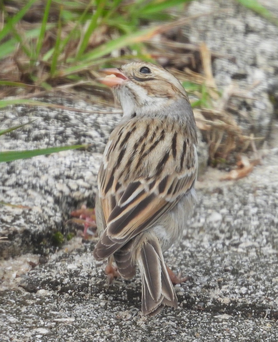 Clay-colored Sparrow - ML646239863