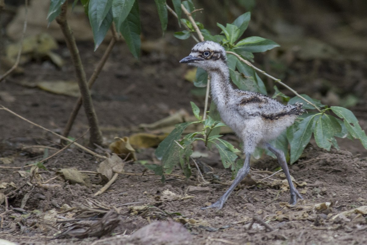 Bush Thick-knee - ML646239864