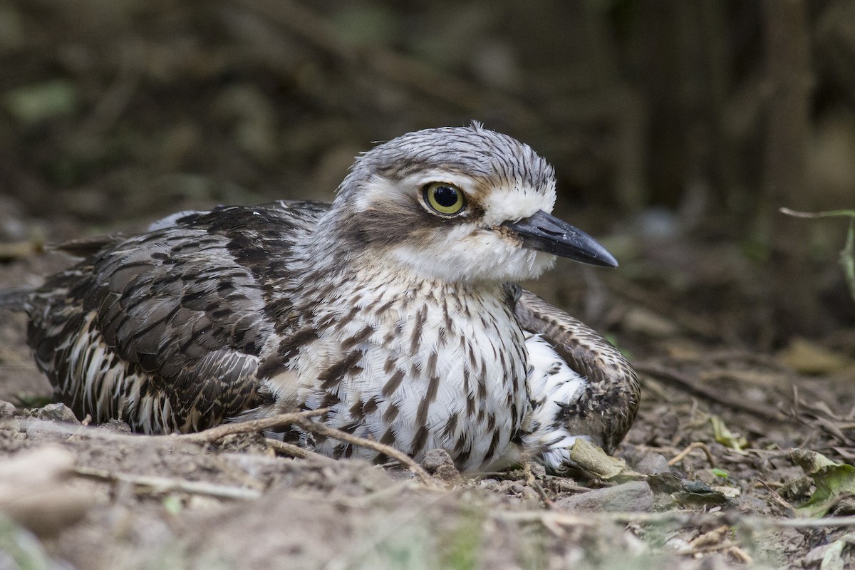 Bush Thick-knee - ML646239865