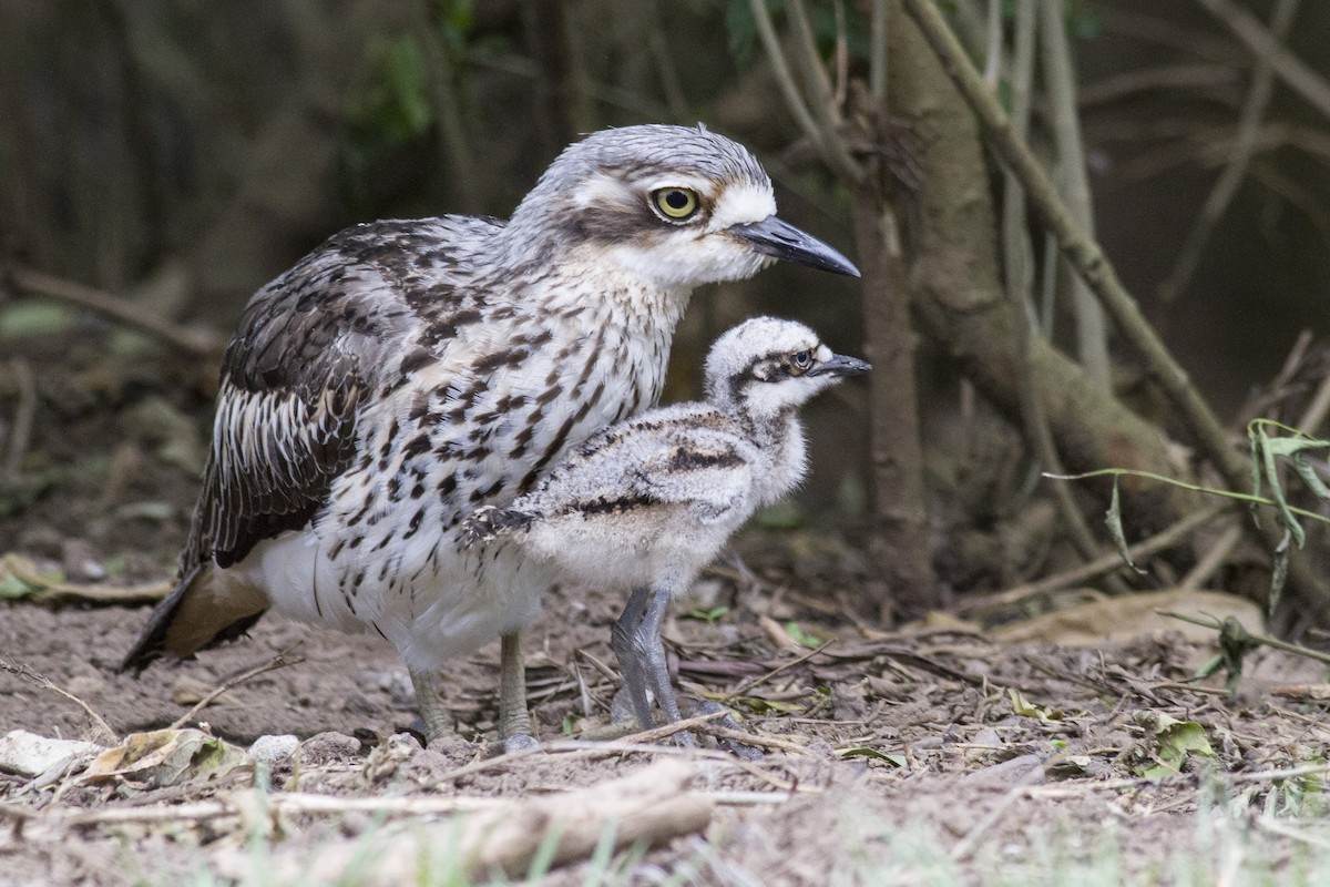 Bush Thick-knee - ML646239866