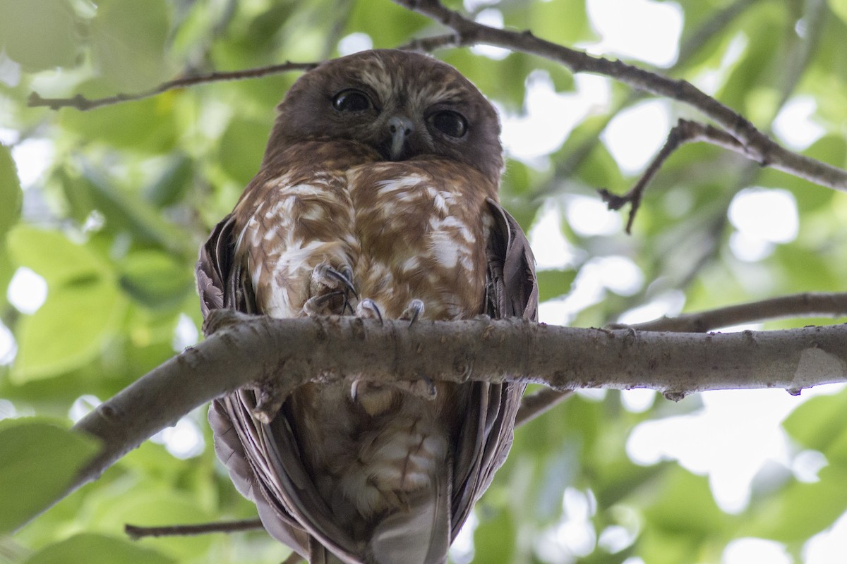 Australian Boobook - ML646239876