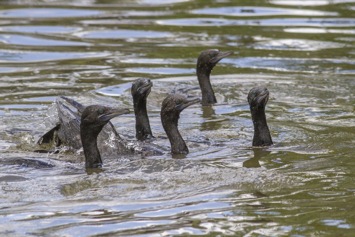 Little Black Cormorant - ML646239877