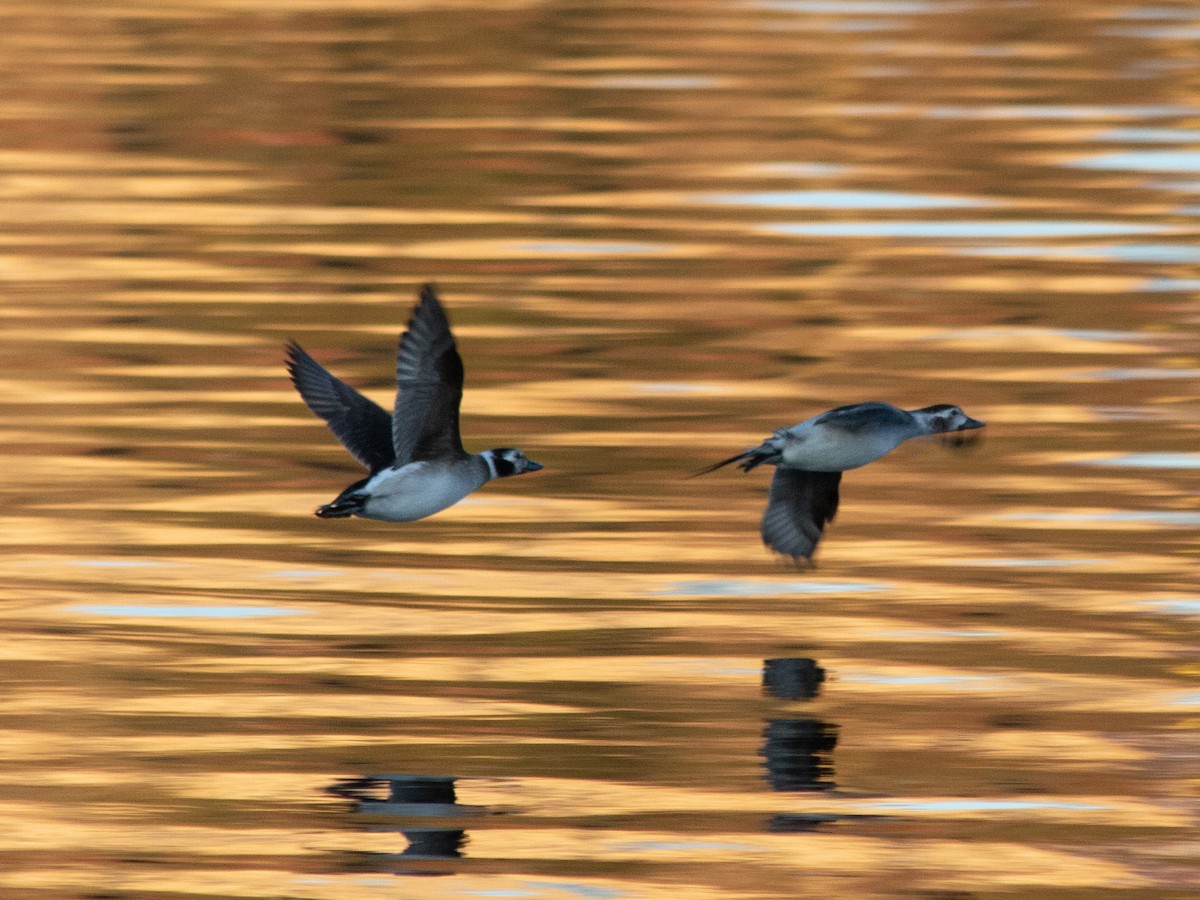 Long-tailed Duck - ML646239878