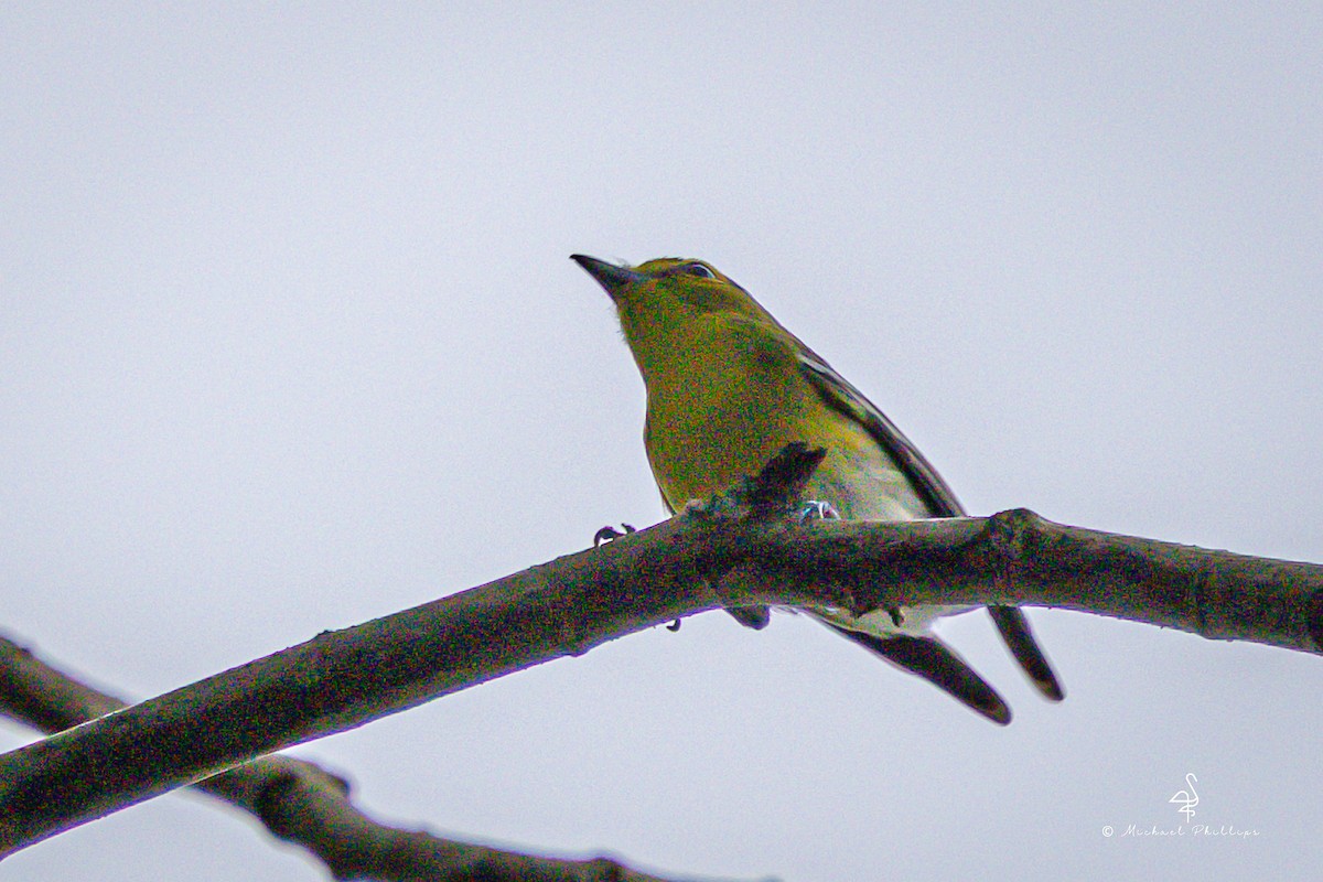 Yellow-throated Vireo - ML646239879