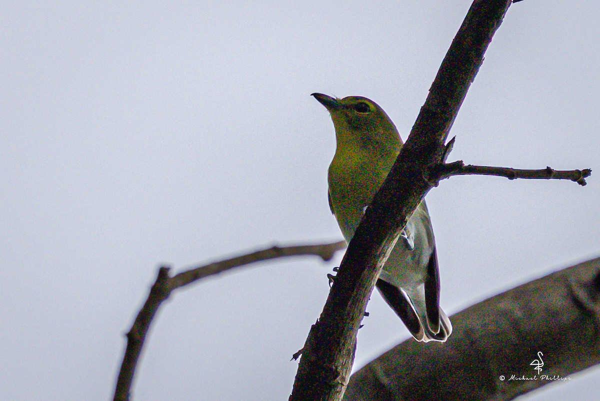 Yellow-throated Vireo - ML646239880