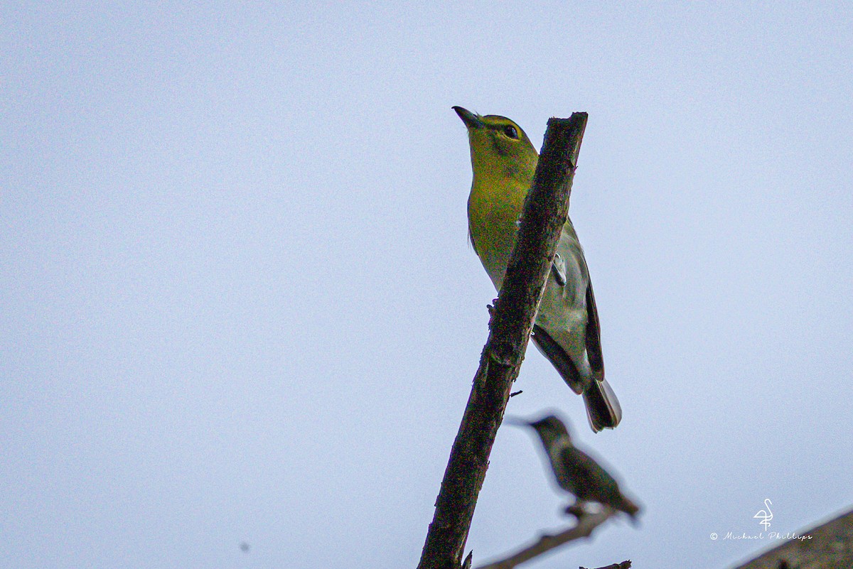 Yellow-throated Vireo - ML646239881