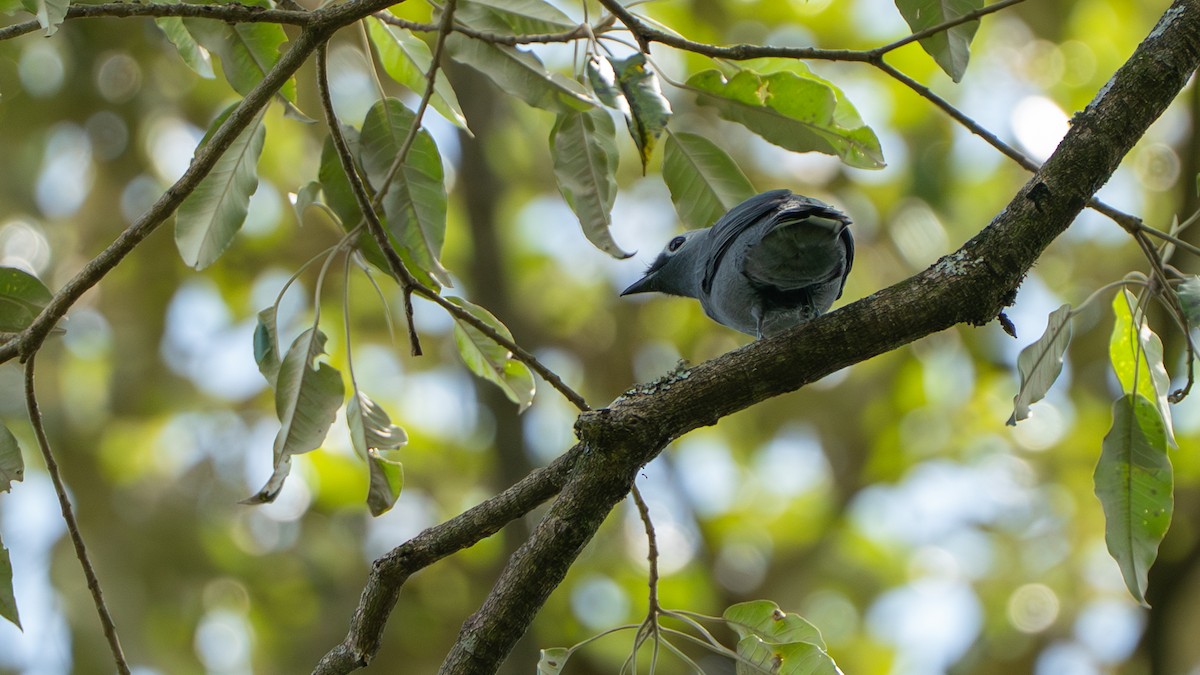 Gray Cuckooshrike - ML646239883