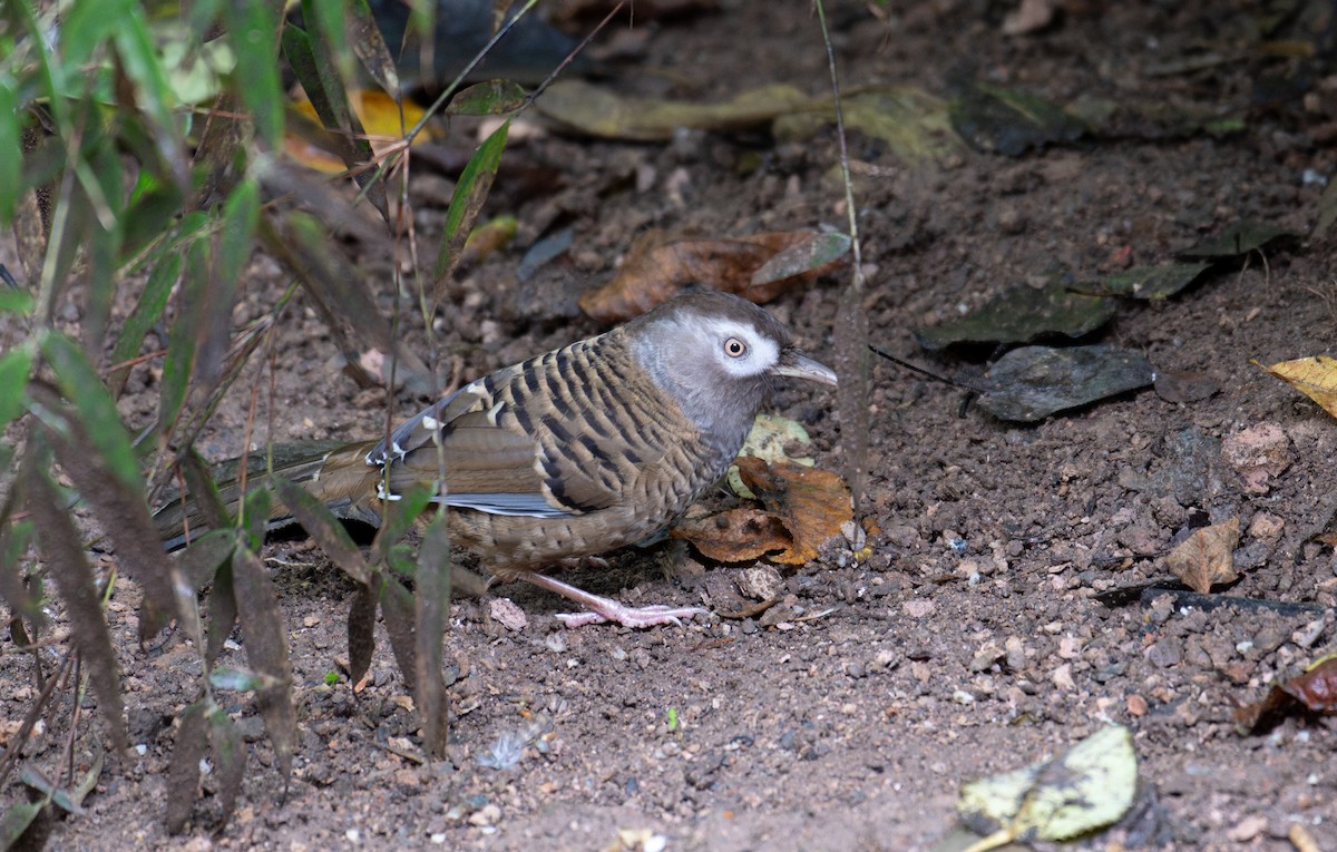 Barred Laughingthrush - ML646239884