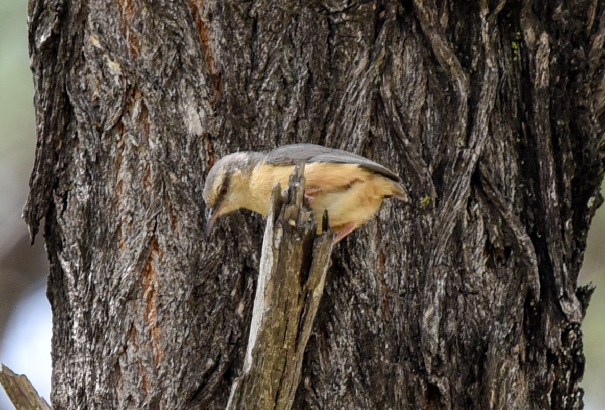 Long-billed Crombec - ML646239886