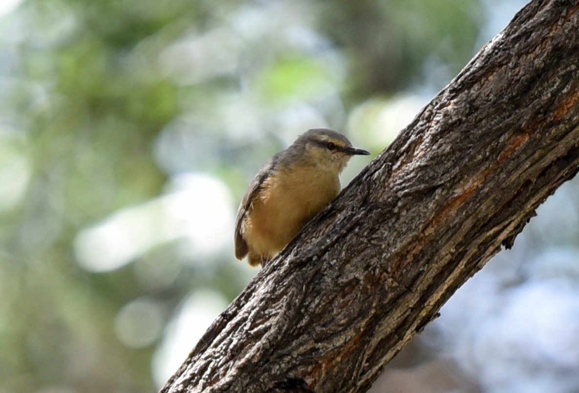 Long-billed Crombec - ML646239887