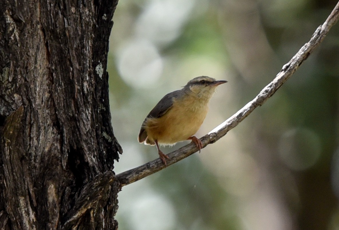 Long-billed Crombec - ML646239888