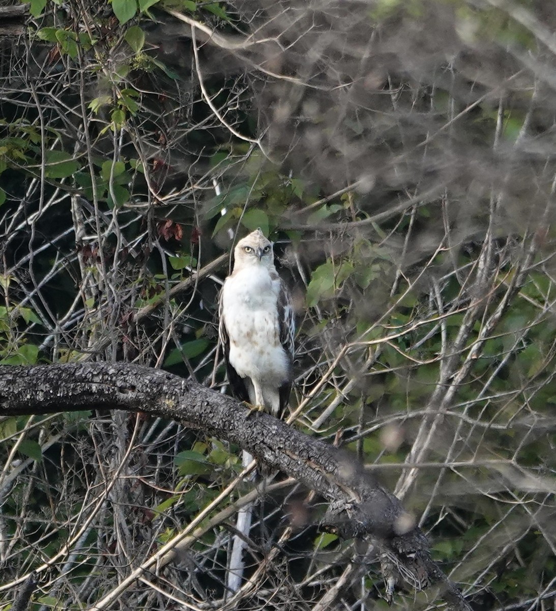 Changeable Hawk-Eagle - ML646239889