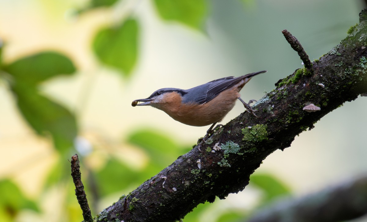 Eurasian Nuthatch - ML646239890