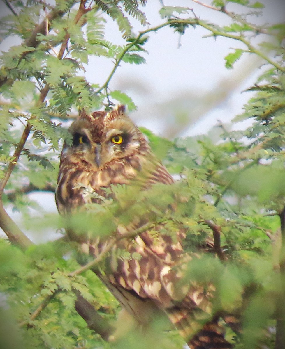 Short-eared Owl - ML646239891