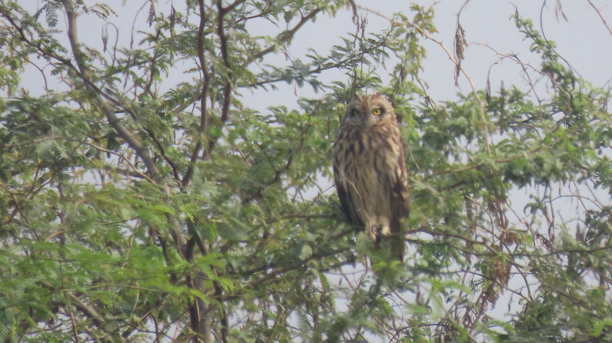 Short-eared Owl - ML646239892