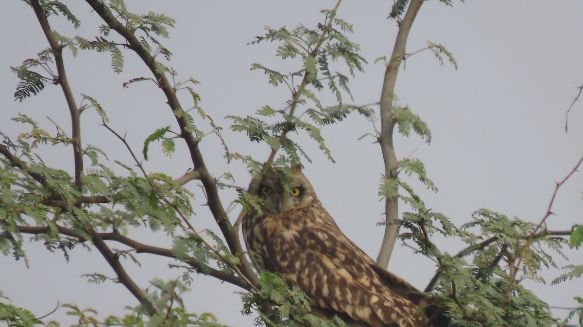 Short-eared Owl - ML646239898