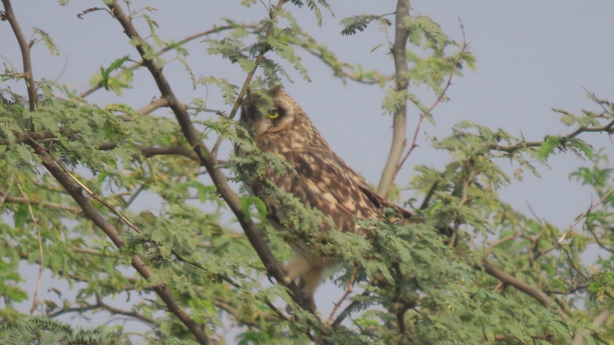 Short-eared Owl - ML646239899