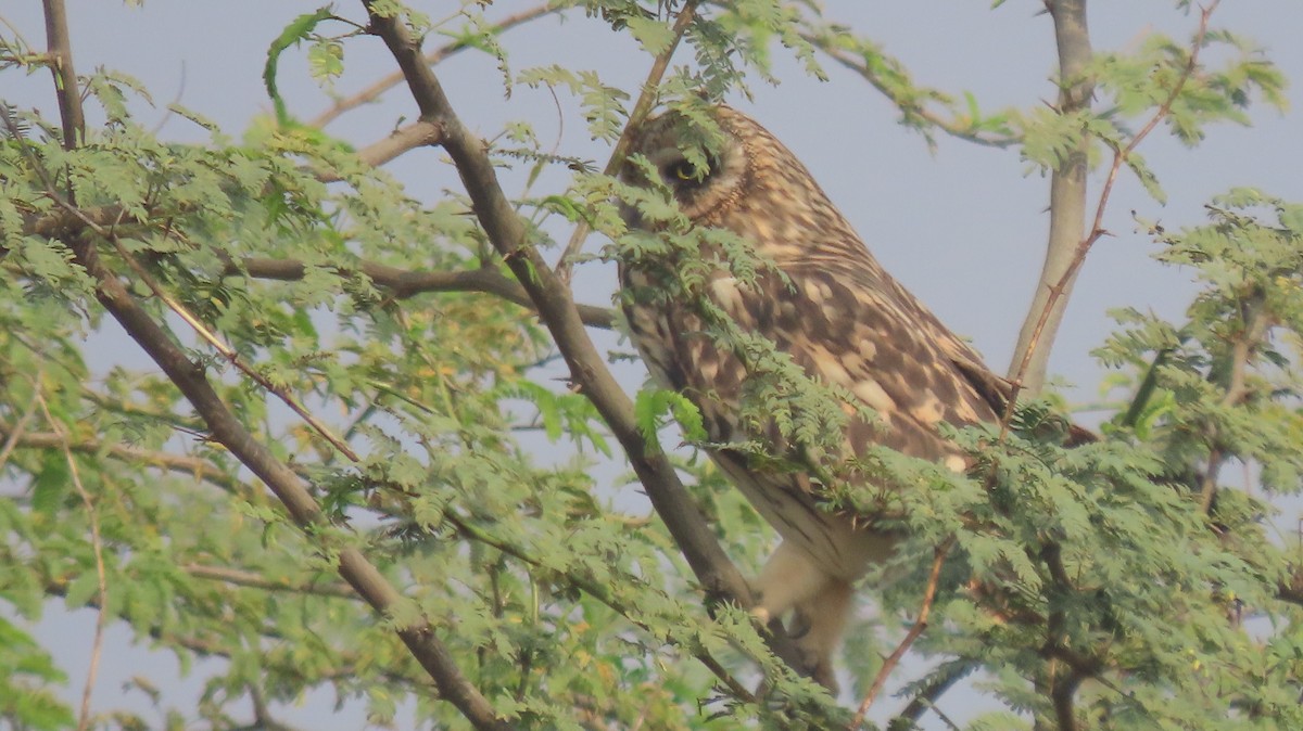 Short-eared Owl - ML646239900