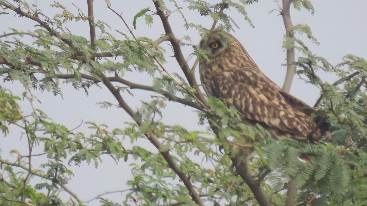 Short-eared Owl - ML646239901