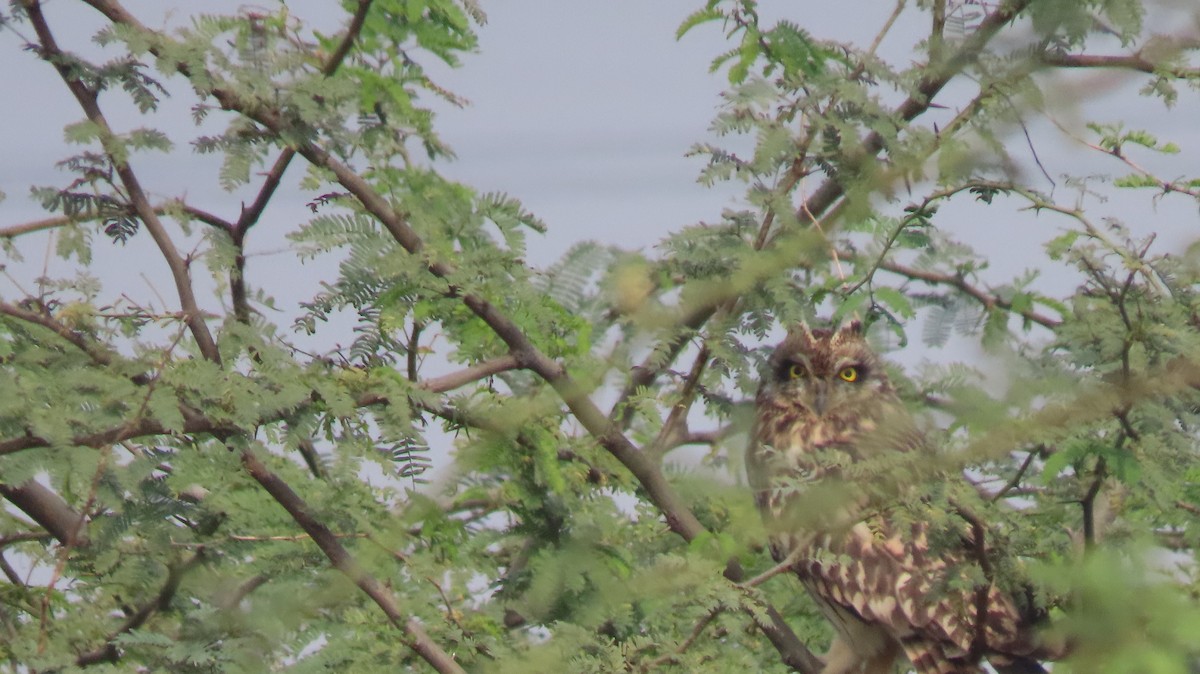 Short-eared Owl - ML646239902