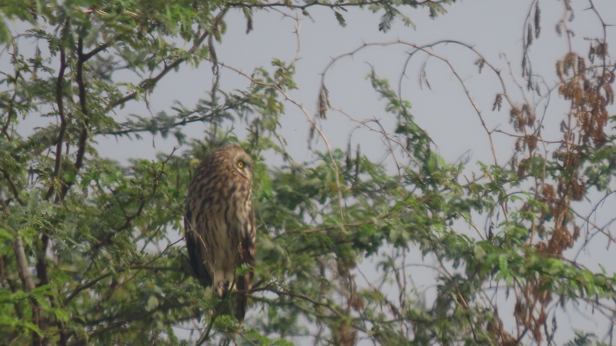 Short-eared Owl - ML646239904