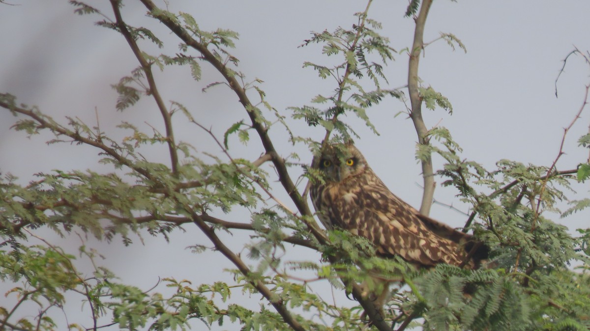 Short-eared Owl - ML646239905
