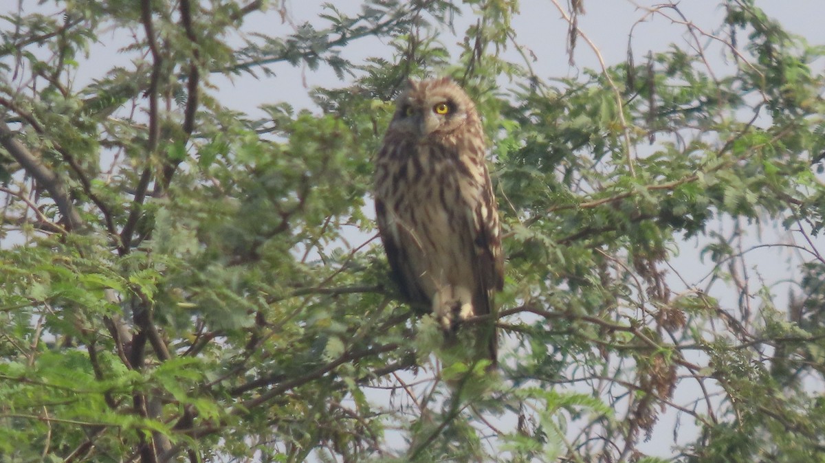Short-eared Owl - ML646239906