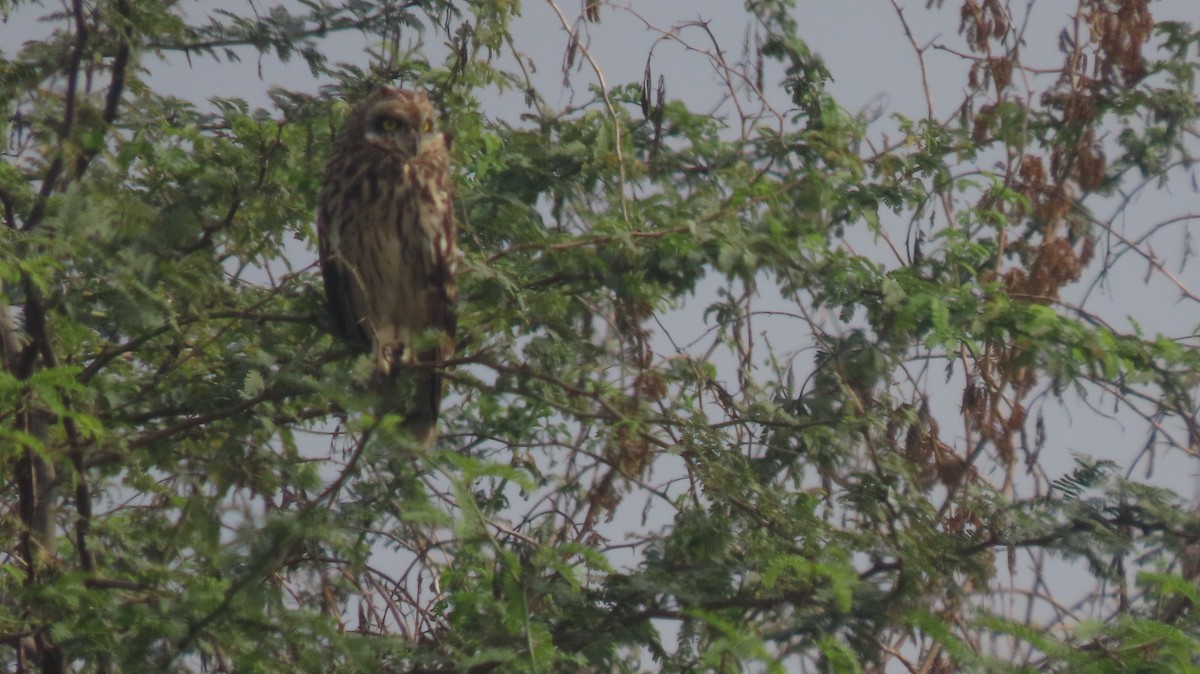 Short-eared Owl - ML646239907