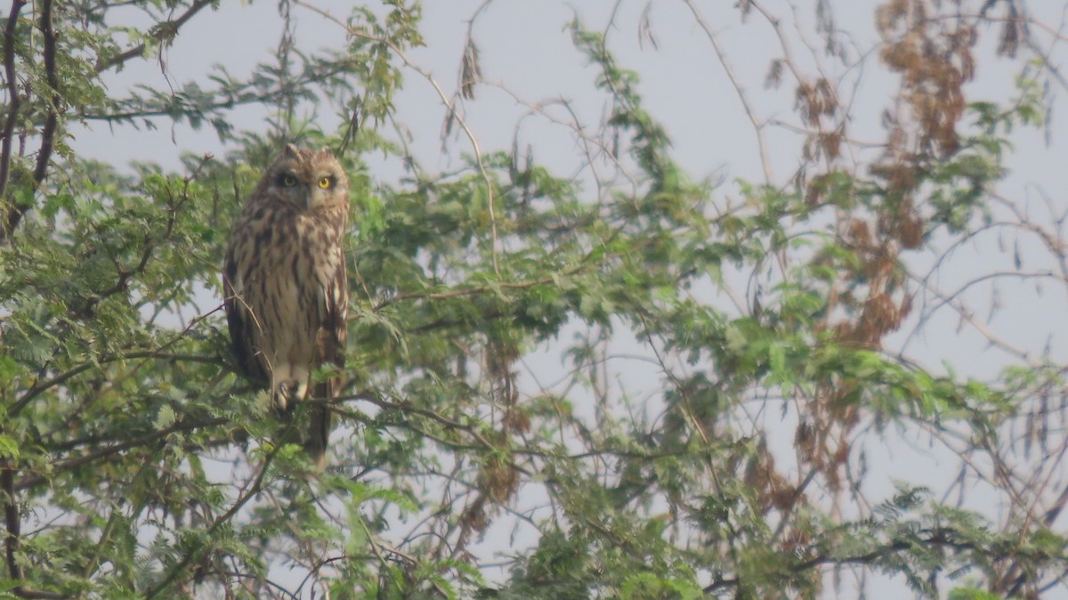Short-eared Owl - ML646239908