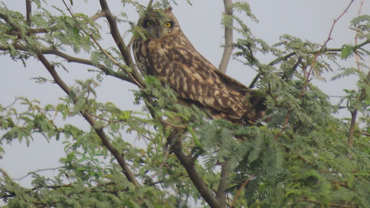 Short-eared Owl - ML646239909