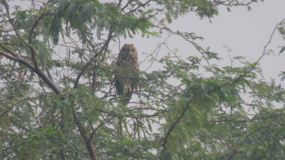 Short-eared Owl - ML646239910